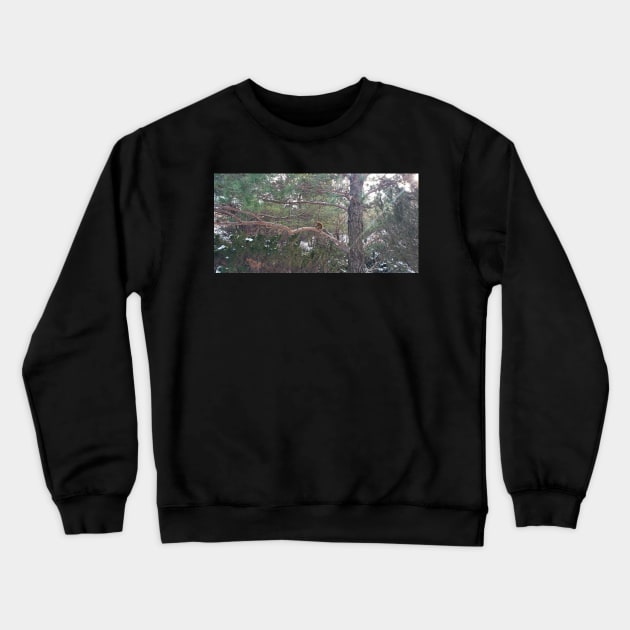 Fluffy squirrel in the tree Crewneck Sweatshirt by Kim-Pratt